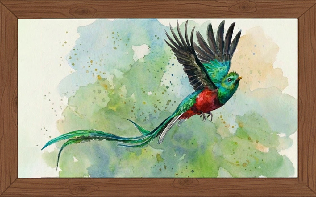 Dibujo de la especie pharomachrus mocinno